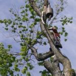 Service d'abattage arbre et émondage arbre a Montreal, Laval et sur la Rive-Sud / Aménagement Paysagiste Rive-Sud