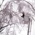 Service d'abattage arbre et émondage arbre a Montreal, Laval et sur la Rive-Sud / Aménagement Paysagiste Rive-Sud